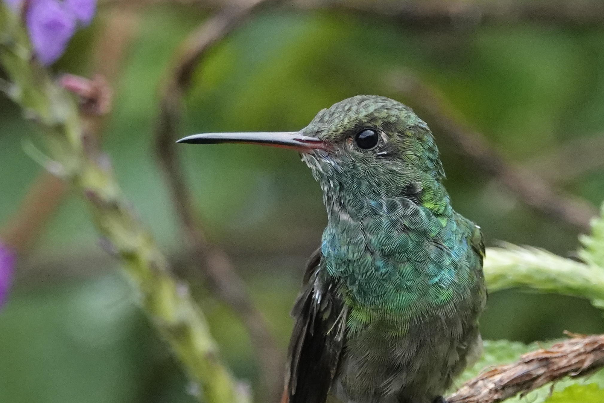 Colibri à Monteverde